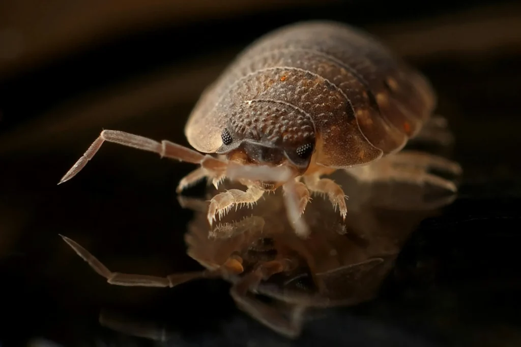 Bed-Bug-Treatment - North Greece Pest Control Pros | North Greece, NY