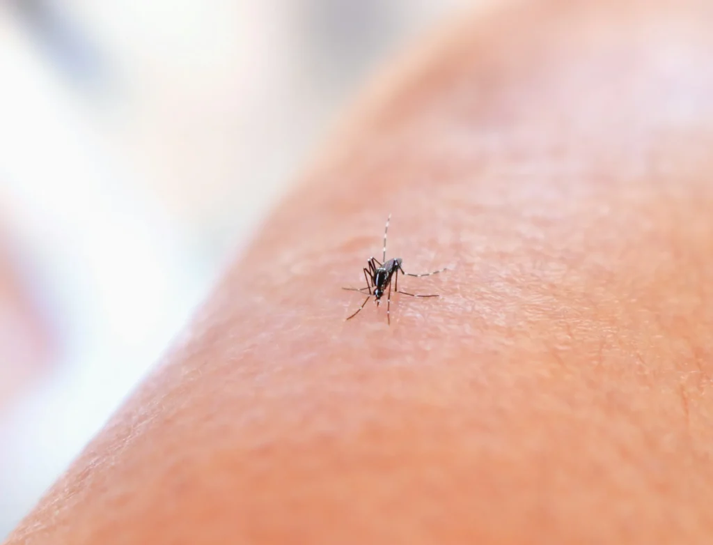 Mosquito Control - North Greece Pest Control Pros | North Greece, NY